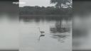 Volavka surferka (Kruger park)
