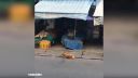 Zľutujte sa nado mnou a nakŕmte ma! (Vietnam)