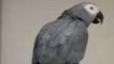 video Papagáj Čibo 2