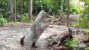 Orangutan chcel nastrašiť svojich kamošov (Borneo)
