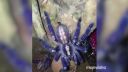 Krásne, ohrozené a smrteľne jedovaté (Poecilotheria)