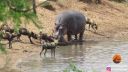 Turisti sa tešili, že hroch mladej antilope pomôže