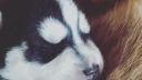 šteniatko husky po prvy krat rozlepuje očka