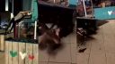 Výtržníka zasiahla instantná karma