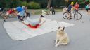 Bulharský pes, ktorému učaroval breakdance