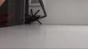 Odchyt jedovatej agresívnej tarantuly