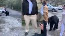 Divoký medveď hladkal ženu po vlasoch (Monterrey)