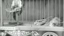 Charlie Chaplin si užíva zo zvieratkami..