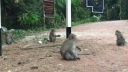 Opice na ostrove Koh Chang