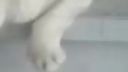 Napínavý prechod mačky cez sklenené dvere