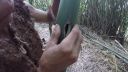 Vietnamský Tarzan - chutný Netopier