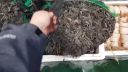 1 000 živých krabov bolo vyprážaných v kotli