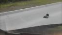 Vrana bezpečne eskortovala ježka mimo cestu (Lotyšsko)