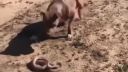 Pitbull vs Had