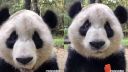 Panda chrúme mrkvu