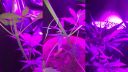 My grow 120w LED