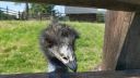 Emu