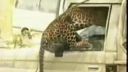 video Útok leoparda