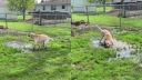Keď labrador s mozgovou hypopláziou objaví mláku