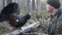 Poľovník sa hrá s hlucháňom. (Tetrao urogallus)