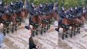 Policajný kôň "súhlasil" s protestujúcimi