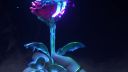 GASHI - Roses