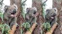 Nahnevaná koala si riadne zaručala