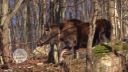 Medvede a vlci ohrozujú návrat losa na Slovensko