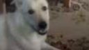 Belka