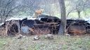 Mama líška stráži a šteniatka sa hrajú