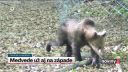 Medvede na pohorí Tribeč