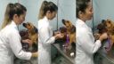 video Ukážkový štvornohý pacient u veterinára