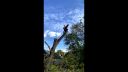 Treeservis 2021