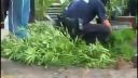 Polícia pri marihuane
