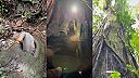 Cez koreň vstúpil do obrovskej dutiny stromu