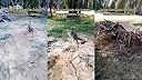 Varan dostal poriadne zabrať (Malajzia)