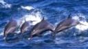 Delfíny II