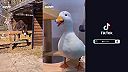 Somár VS gunár