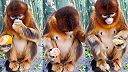 Langur čínsky si pochutnáva na mandarínke