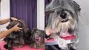 Zanedbaný psík dostal po rokoch nový strih a poriadny kúpeľ