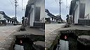 Mesto Šimabara je tak čisté, že v odvodňovacích žľaboch žijú ryby (Japonsko)