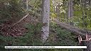 Zdravý les. Vývoj a história lesníctva. Plán staroslivosti o les. Zásoba dreva