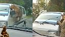 Keď sa autom pohybuješ v území leoparda, maj radšej zavreté okná!