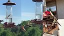 Kolibrík ide po potravu, nakoniec sa potravou stal