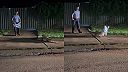 Policajt vedel, že so sladkovodnými krokodílmi treba zaobchádzať opatrne