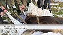 Odchytili losa európskeho na Slovensku