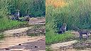 Ako chceli tri leopardy mediara svetlochrbtého zožrať (Krugerov národný park)
