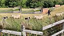 Borderská kólia vs extrémne vzdorovitá ovca