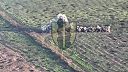 Odmínovanie pozícií okupantov pomocou UR-77 pred ďalším postupom