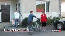 V Očovej medveď ulovil dve kravy teľatá